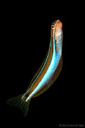 Freeswimming fangblenny ... 400D by Alex Tattersall 